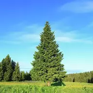 Green_Pine_Tree
