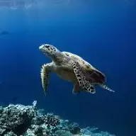 seacaregiver