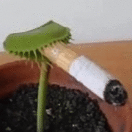 Carnivorous Plant