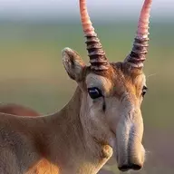 Saiga