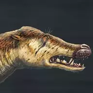 Pakicetus
