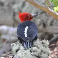 Magellanic Woodpecker