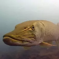 Muskie