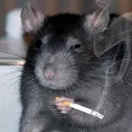 Random fucking rat