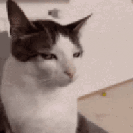 Dumbchan