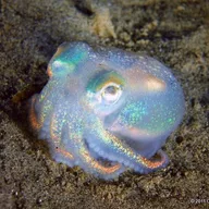 purpleCrab