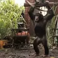 Laser-Guided Banana
