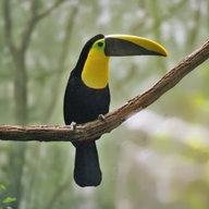 Toucan