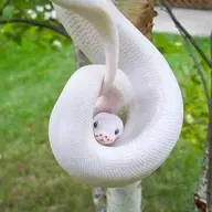 Snake Disco