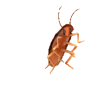 Roach Chu