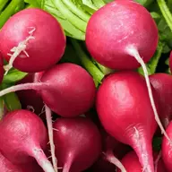 Red Radish Man