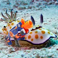 sea slug shoota