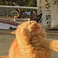 popcorn cat