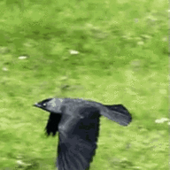 The Crow