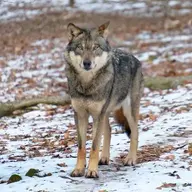 AnonymousWolf