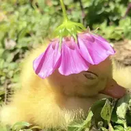 Sensitive Duckling