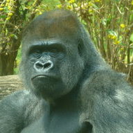 Gorillagorillagorilla