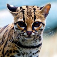 Cat Menagerie
