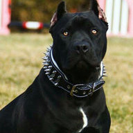 Pitbull Terrier