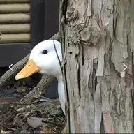 supremeautismo