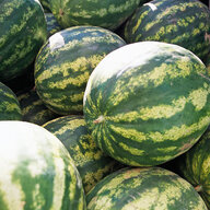 Watermelons