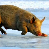 Hog On Ice
