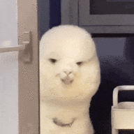 Alpacasinopa
