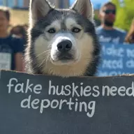 PinkDancingDogs