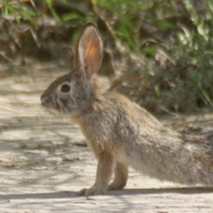 Elongated Rabbit