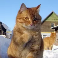 Feline Supremacist