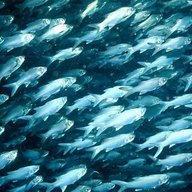 School of Fish