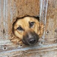 HydeYodoggie