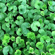 A shitty ass clover