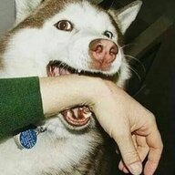 Doggo