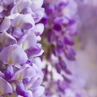 Wisteria