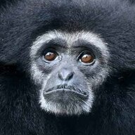 Funnymonkeyman