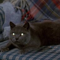 A Grey Cat