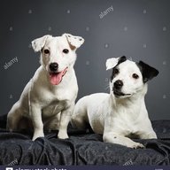 Jeff teh Dog