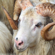 Sheepwool