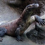 reptiles