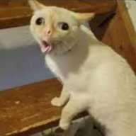 Cat Flatulence