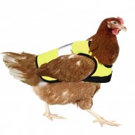 ServiceChicken