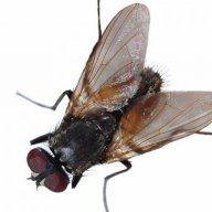 Black Flies
