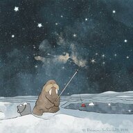 Midnight Walrus