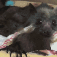 FlappyBat