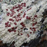 lichen