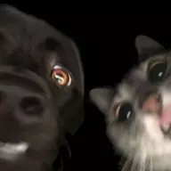 catbyte
