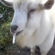 Fag Goat