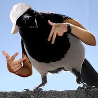 Magpie