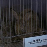 Lepus